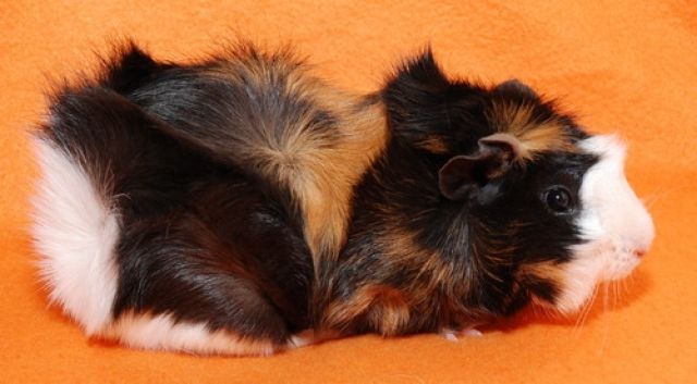 Viele Meerschweinchen suchen - Meerschweinchen - Biblis
