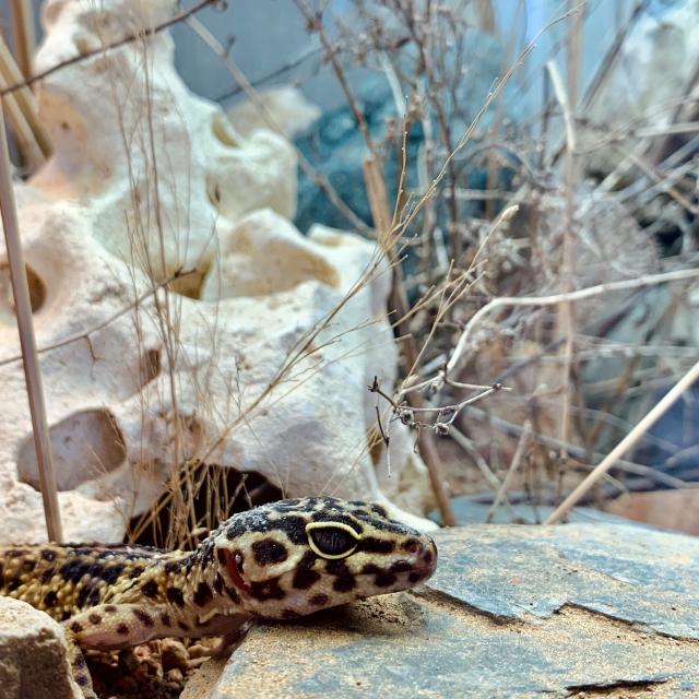 Leopardgeckos 0.3. inkl. Terrarium & Zubehör - Terrarien - Köln