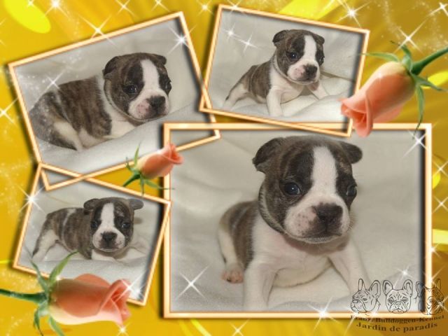 Französische Bulldoggen Welpen mit gesunder Nasenlänge und Pap