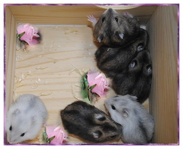 Bildschöne Hamsterbabys zum verlieben - Hamster - Fürstenzell