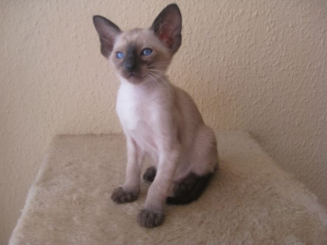 Reinrassige Siam Junge   8 Wochen  ab jetzt abzugeben   - Katzen - Dortmund