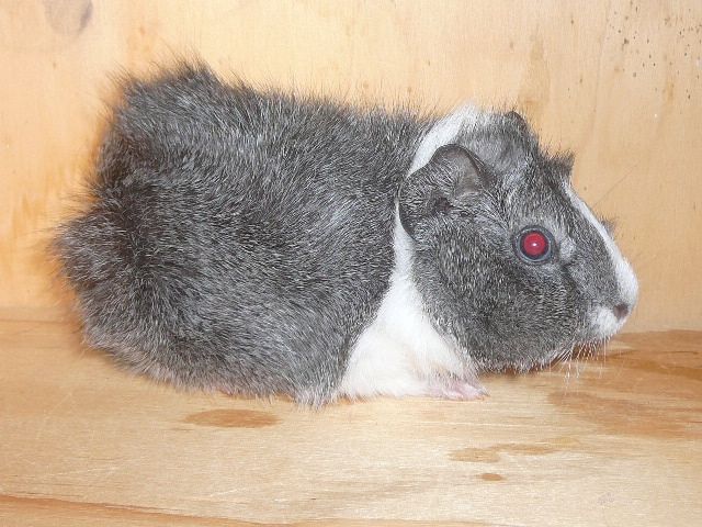 Junge Crested, Rosetten und Glatthaar Meerschweinchen - Meerschweinchen - Hemmoor