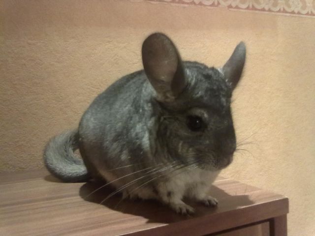 3 Chinchillas  weiblich  - Nagetiere Allgemein - Maxhütte-Haidhof