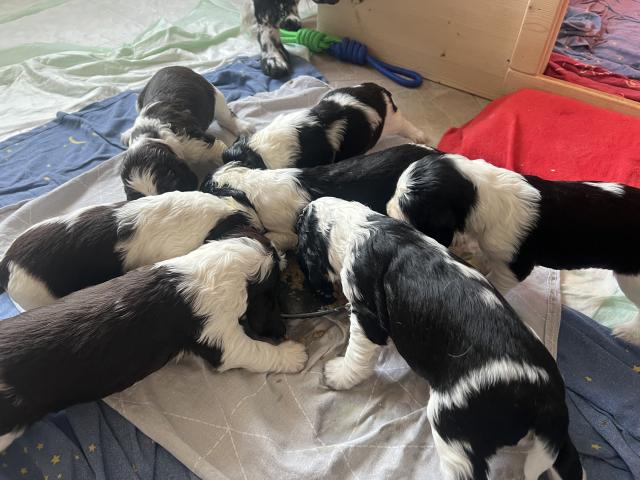 English Springer Spaniel Welpen  - Hunde - Norden