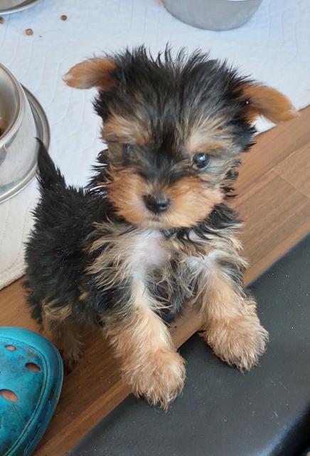 Bezaubernde Yorkshire Terrier Welpen mit Stammbaum  - Hunde - Marktoffingen 