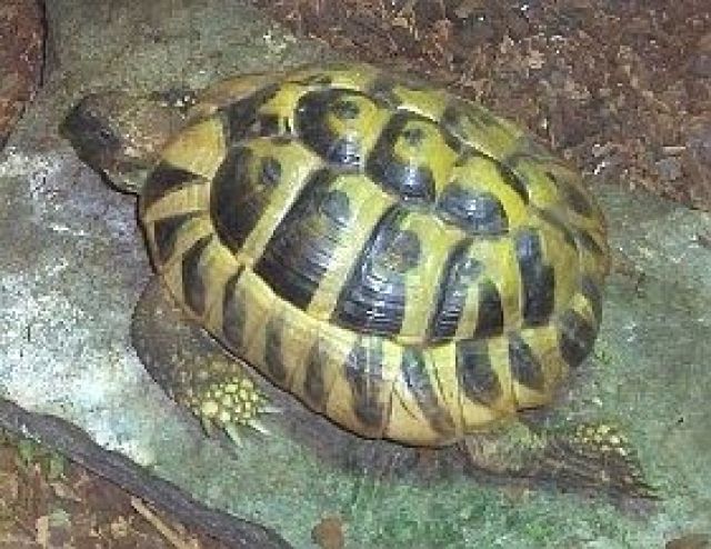 Grischiche Landschildkröte Testudo Hermanni - Reptilien - Mettmann