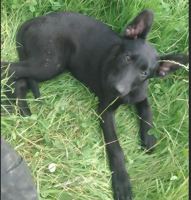 Belgische Schäferhund - Hunde - Steinen 