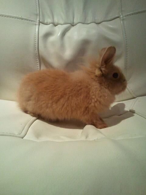 Verkaufe Löwenköpfchenbaby - Hasen Kaninchen - Butzbach