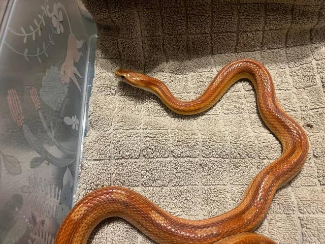 Kornnatter - Reptilien - Leipzig