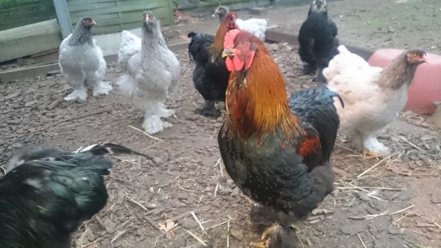 Große Brahma Junghähne  - Nutztiere - Espelkamp 