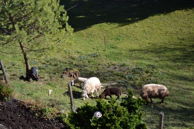 Zwergziegen abzugeben - Sonstige Haustiere - Miesbach