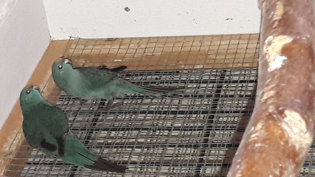 Ziegensittich blau 2017 - Voegel - Kemberg