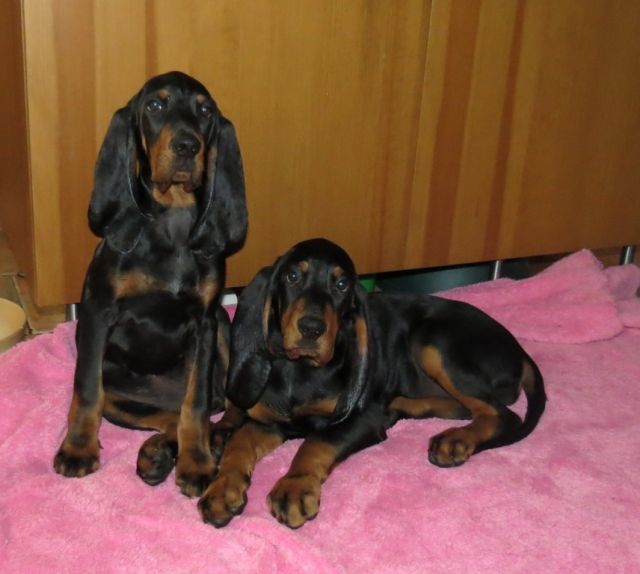 Black and TAn Coonhound - Hunde - Liběchov