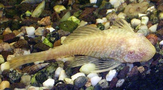 Albino Ancystrus abzugeben - Fische - Bad Emstal
