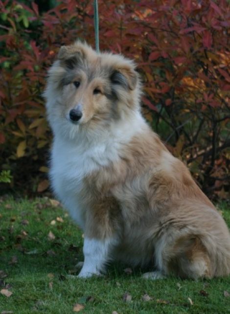 Colliejunghunde - Hunde - Schwepnitz