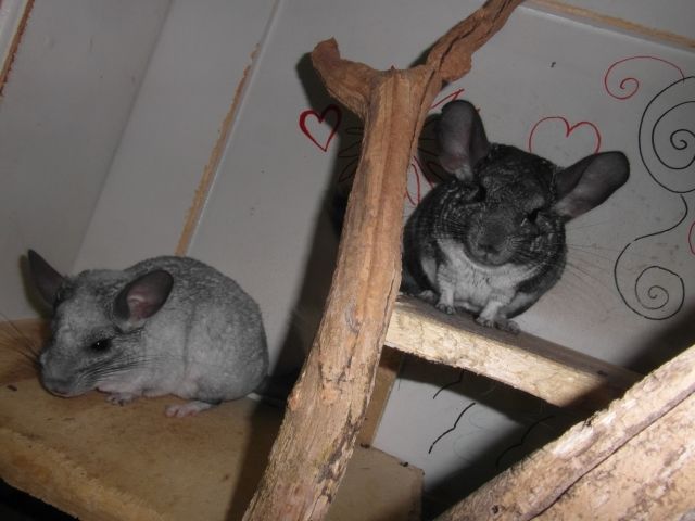 Chinchillas abzugeben - Nagetiere Allgemein - alpirsbach-reinerzau