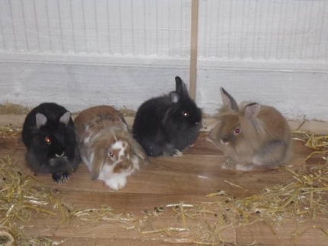 Löwenkopf Zwergkanninchen abzugeben    - Hasen Kaninchen - Berlin