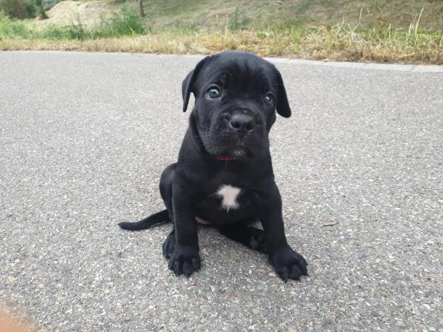 Zürich: Süsse Cane Corso Welpen suchen Lebensplatz - Hunde - Rüti