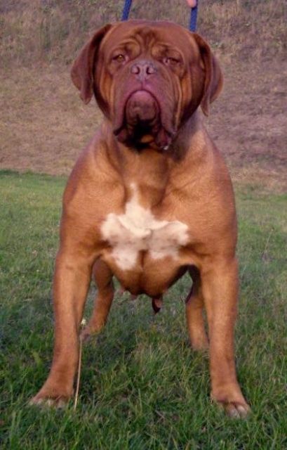 Dogue de Bordeaux puppies for sale - Hunde - Gyor