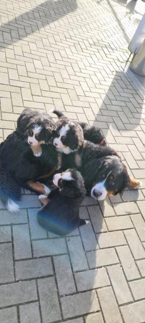 Berner Welpen mit Ahnentafel  - Hunde - Schöppingen