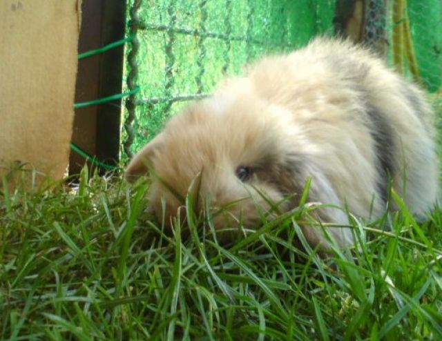 Kleine Schlappohren suchen neuen Wirkungskreis - Hasen Kaninchen - Hörstel-Riesenbeck