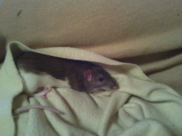 Trudy sucht ein zu Hause - Ratten - Garching