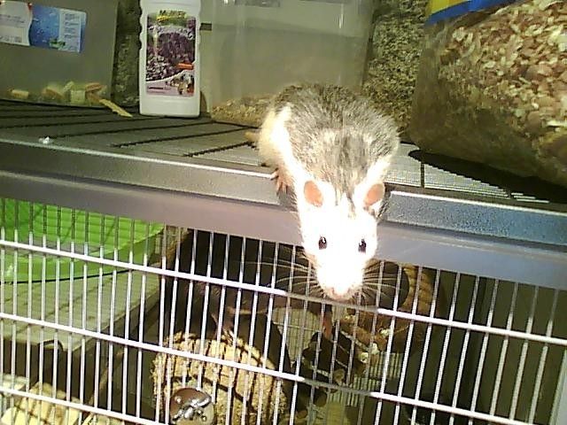 Rattenmännchen Coco und Louis suchen ein zu Hause   ZUBEHÖR  - Ratten - Dannstadt-Schauernheim