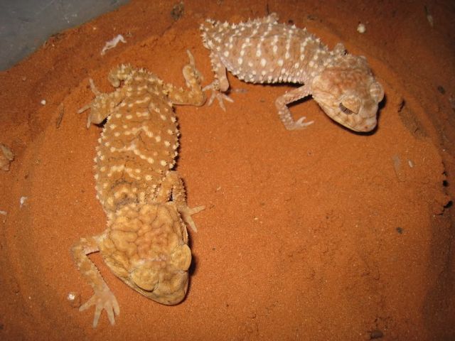 1,1  Nephrurus  amyae  zum Verkauf - Reptilien - hannover