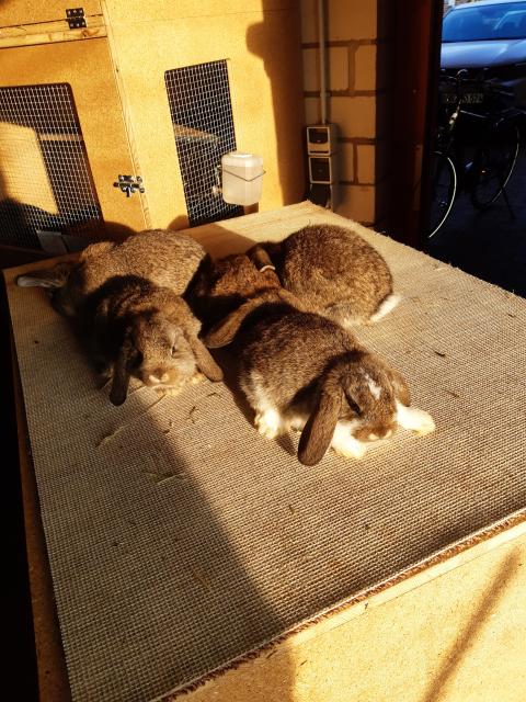 Zwergwidder Zwergkaninchen  - Hasen Kaninchen - Vreden 