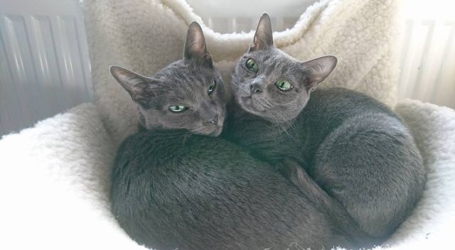 Korat Kitten suchen einen eneun Wirkungskreis - Katzen - Ludwigshafen