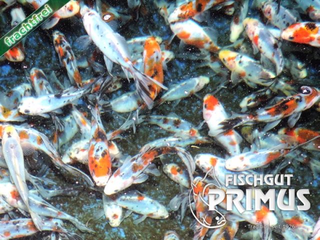 Shubunkin - Größe 10-14 cm - Fische - Iserlohn