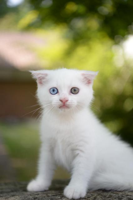 Britische /Scottish Kurzhaar Kitten - Katzen - Heubach