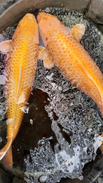 Verkaufe 2 Koi Karpfen  - Fische - Issum