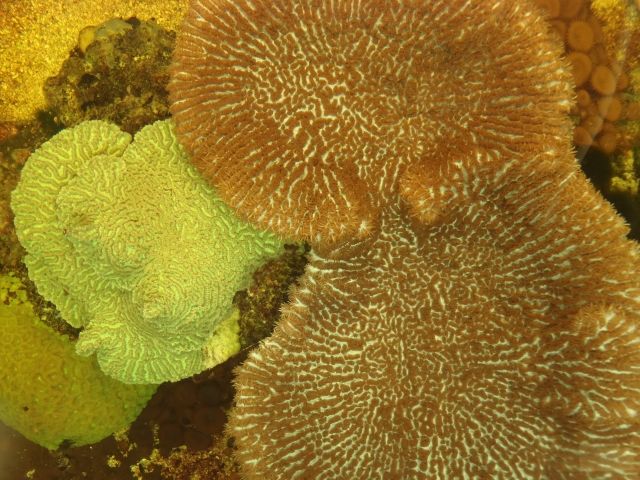 Steinkorallen Nachzuchten - Aquarien und Zubehoer - Ankum