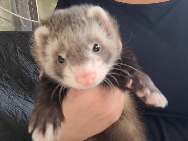 Frettchen Welpen  - Frettchen - Lychen