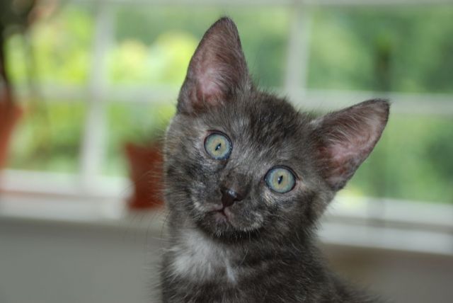 Katze vermißt - Katzen - Leipzig