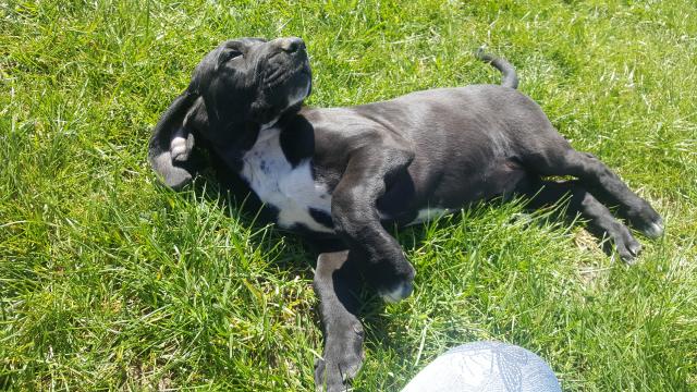 Wunderschöner Welpe zu verkaufen  - Hunde - Hohen Pritz
