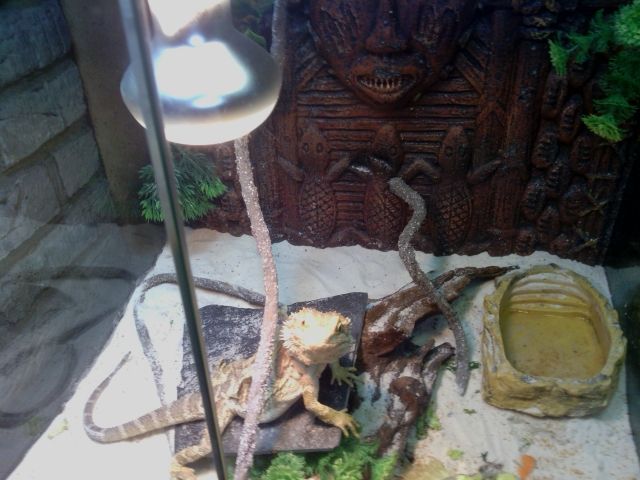 Bartagame - männlich - ca. 6 monate alt - Aquarien Zubehoer - Hauptstr. 429