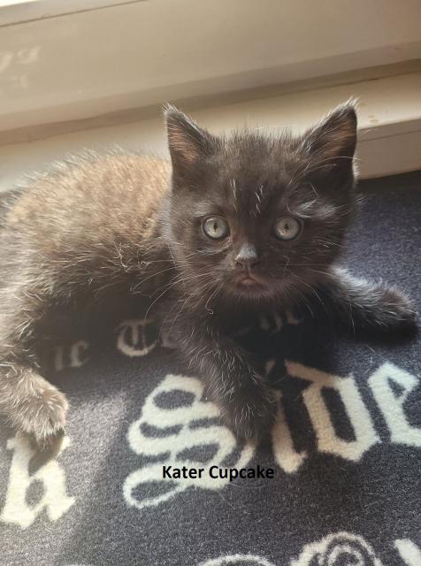 BKH Kitten Reinrassig - Katzen - Köln-Buchheim