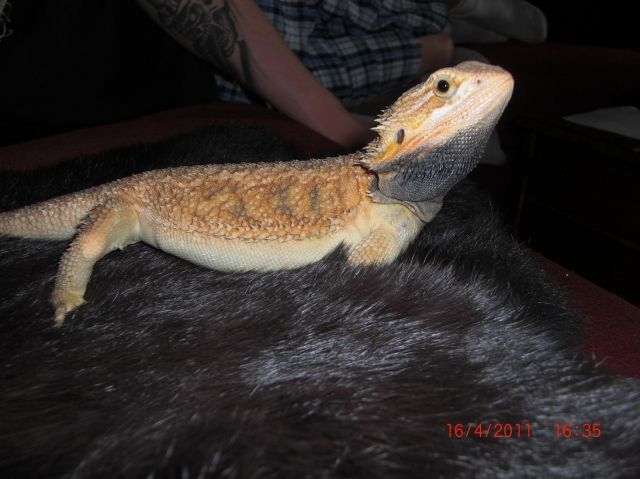 Bartagame, Bock, translucent, orange Fehlerfrei - Reptilien - Oranienburg