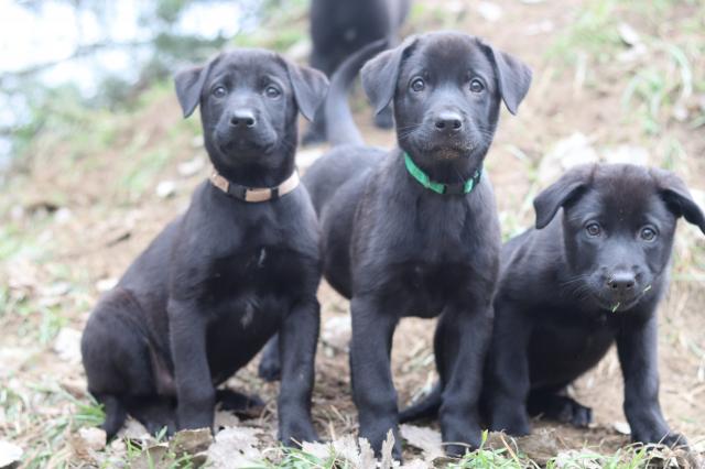 Labrador Mix Welpen - Mischlinge - Blankenfelde