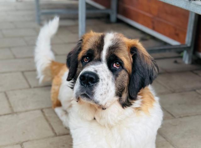 Barristan - aktiv, verspielt, neugierig und freundlich - Hunde - Nova Bana