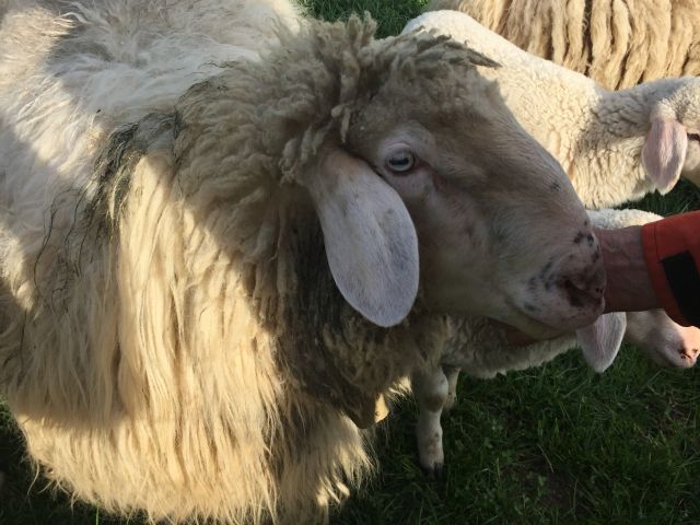 Bergschafbock - Nutztiere - Großkarolinenfeld