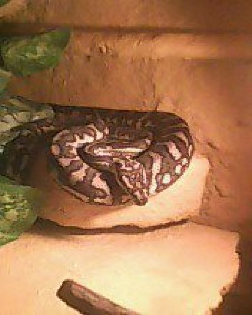 Morelia spilota variegata weibchen - Reptilien - Eilenburg
