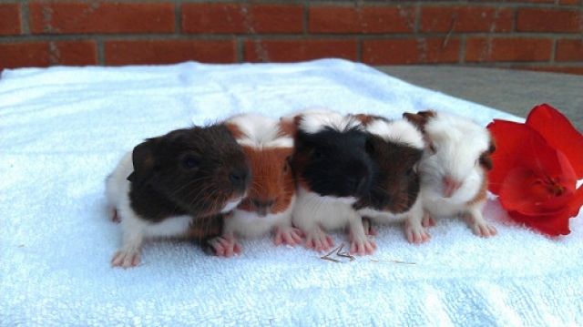 Meerschweinchen Nachwuchs suchen neues zuhause    - Meerschweinchen - Krefeld