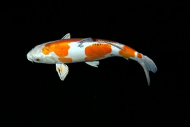 Koi,Teichfische,Biotopfische // Fa.Fördefisch - Fische - Handewitt