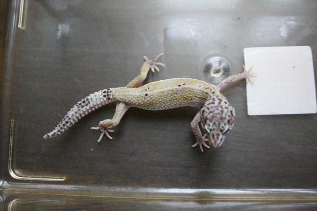 Mack Hypo Snow - Reptilien - Köln