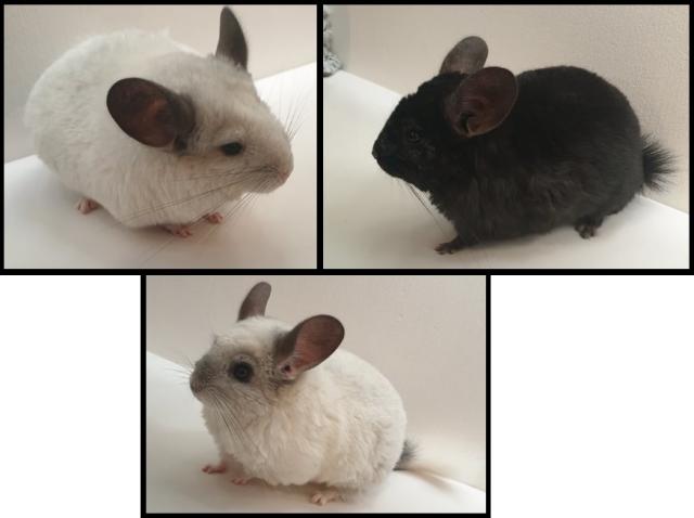 3 Weibliche Chinchillas - Nagetiere Allgemein - Bad Nauheim