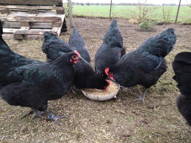 Bruteier BE Große Schwarze Australorps - Nutztiere - Kalbe