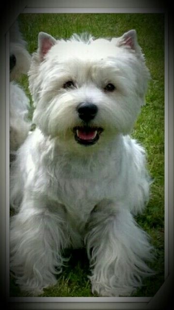 Wurfankündigung   Westie Welpen mit KfT/VDH Papieren - Hunde - Nossen